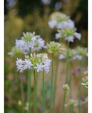 Agapanthus 'Boleyn Blue'