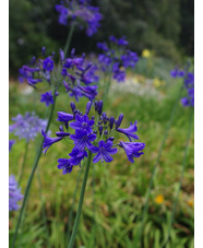 Agapanthus 'Buckingham Palace'