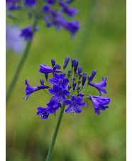 Agapanthus 'Buckingham Palace'