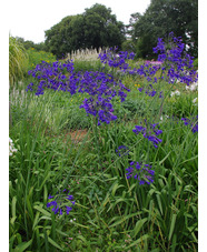 Agapanthus 'Buckingham Palace'