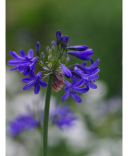 Agapanthus campanulatus 'Cobalt Blue'