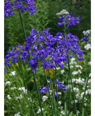 Agapanthus campanulatus 'Cobalt Blue'