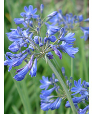 Agapanthus campanulatus 'Cobalt Blue'