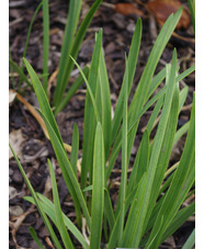 Agapanthus campanulatus variegated