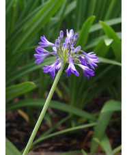 Agapanthus campanulatus variegated