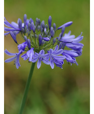 Agapanthus 'Dawn Star'