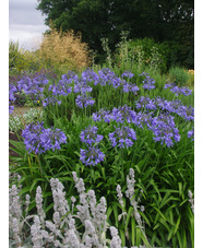 Agapanthus 'Dawn Star'