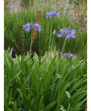 Agapanthus 'Dawn Star'