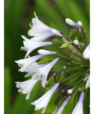Agapanthus 'Enigma'