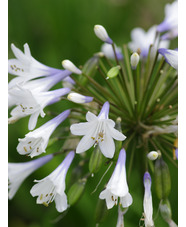 Agapanthus 'Enigma'