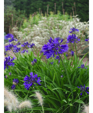Agapanthus 'Evening Star'