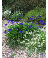 Agapanthus 'Evening Star'