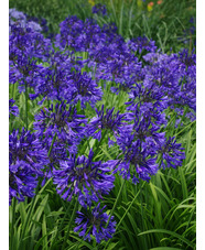 Agapanthus 'Evening Star'