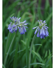 Agapanthus inapertus subsp. hollandii 'Sky'