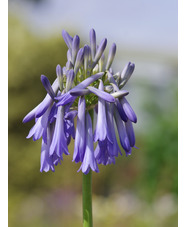 Agapanthus inapertus subsp. hollandii 'Sky'