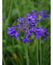 Agapanthus 'Isis'