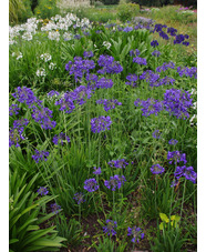 Agapanthus 'Isis'