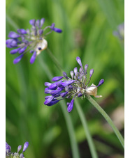 Agapanthus 'Isis'