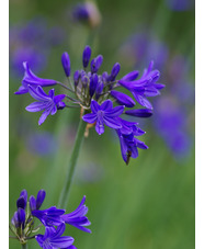 Agapanthus 'Kingston Blue'