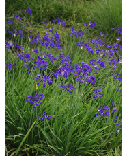 Agapanthus 'Kingston Blue'