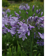 Agapanthus Lewis Palmer hybrid