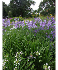 Agapanthus Lewis Palmer hybrid