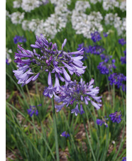 Agapanthus Lewis Palmer hybrid