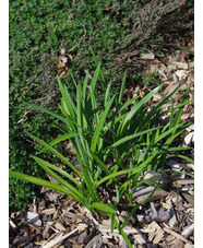 Agapanthus 'Lilliput' 