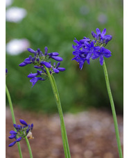 Agapanthus 'Lilliput' 