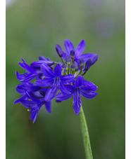 Agapanthus 'Lilliput' 