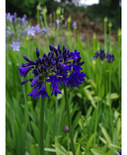 Agapanthus 'Marchants Cobalt Cracker'
