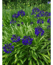 Agapanthus 'Marchants Cobalt Cracker'