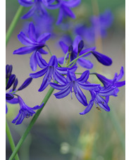 Agapanthus 'Northern Star'