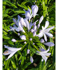Agapanthus 'Peter Pan'