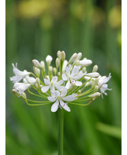 Agapanthus unnamed white