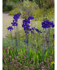 Agapanthus 'Windlebrooke'
