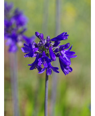 Agapanthus 'Windlebrooke'