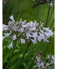 Agapanthus 'Windsor Grey'