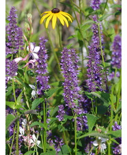 Agastache 'Blackadder'