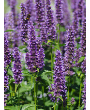 Agastache 'Blackadder'