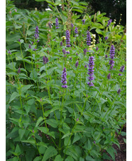 Agastache 'Blackadder'