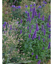 Agastache 'Blackadder'