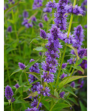 Agastache 'Blue Fortune'