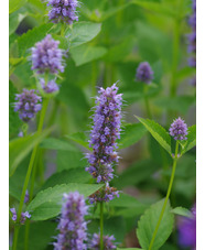 Agastache 'Blue Fortune'