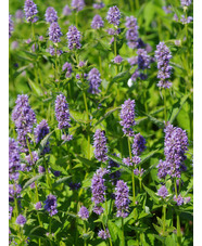 Agastache 'Blue Fortune'