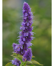 Agastache 'Blue Fortune'