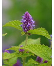 Agastache rugosa 'Golden Jubilee'
