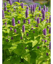 Agastache rugosa 'Golden Jubilee'