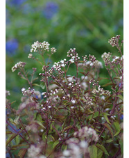 Ageratina altissima 'Chocolate'