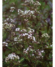 Ageratina altissima 'Chocolate'